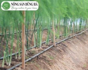 qua-trinh-trong-mang-tay-xanh