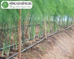 trong-mang-tay-xanh-tai-viet-nam