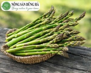 tong-quan-ve-cay-mang-tay