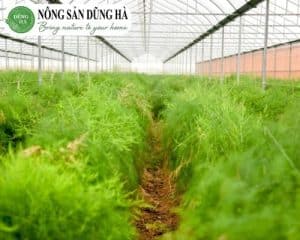 tong-quan-ve-cay-mang-tay-xanh