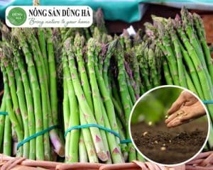 mua-hat-giong-mang-tay-o-dau