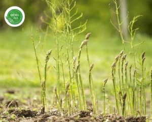 cach-bao-ve-la-dai-non