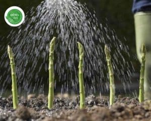 ki-thuat-tuoi-nuoc-mang-tay