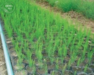 loai-dat-trong-mang-tay