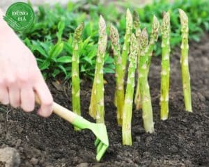 Dac-tinh-cua-mang-tay