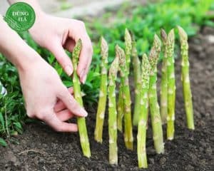 mang-tay-xanh-mien-bac