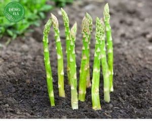 ban-muon-trong-mang-tay