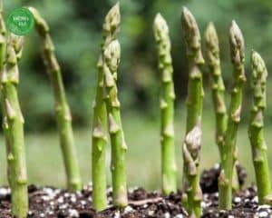 phong-tru-benh-mang-tay