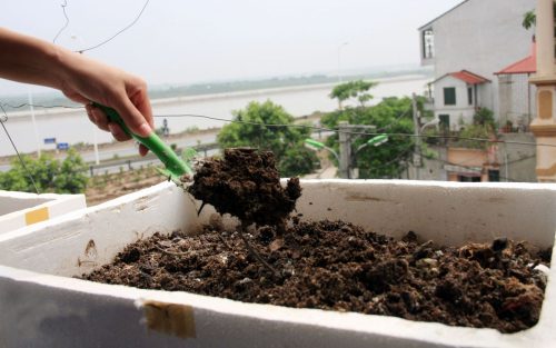Dũng Hà hướng dẫn cách trồng măng tây trong thùng xốp