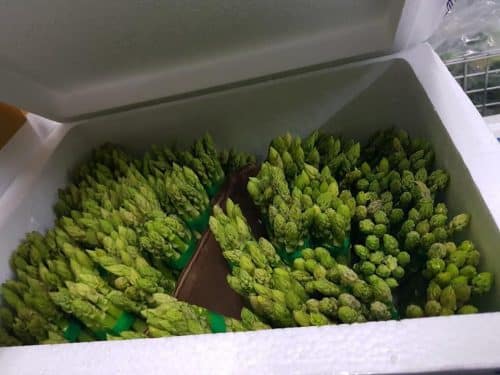 Asparagus is neatly arranged upright in a foam container
