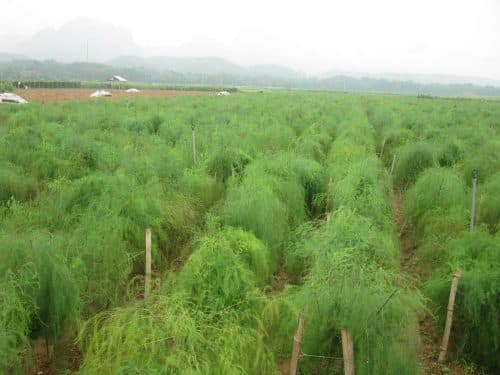 Ninh Thuan asparagus material area of viet nam