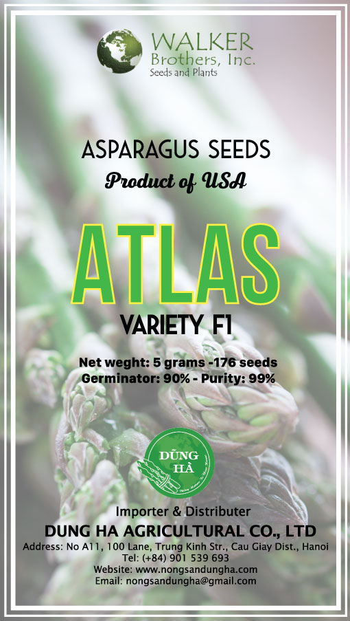 hạt giống măng tây Atlas