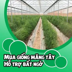 chương trình cây giống măng tây