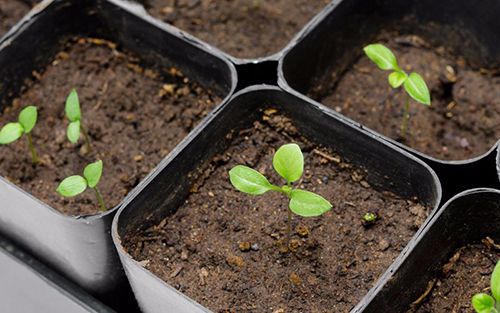 cách trồng cà tím