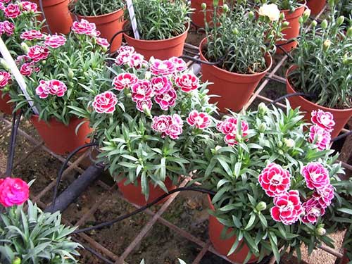 cách trồng hoa cẩm chướng