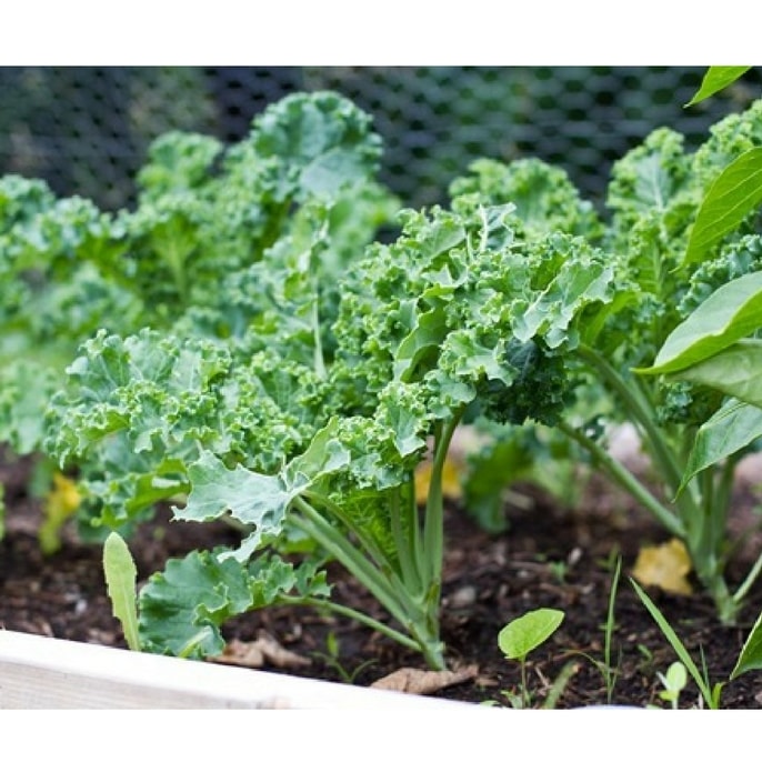 kỹ thuật trồng rau cải xoăn kale