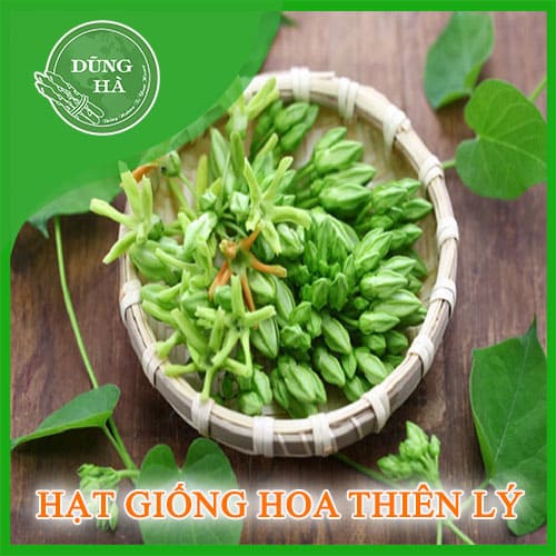 hat giong hoa thien ly