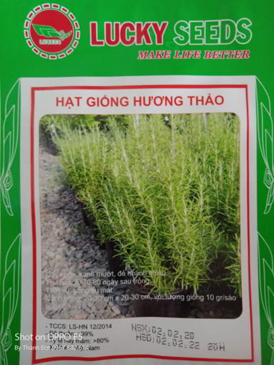 hat giong cay huong thao