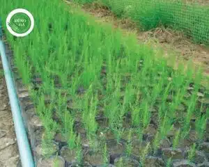 cach-chon-cay-giong-mang-tay-xanh