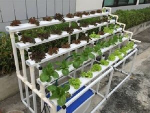 mô hình trồng rau thủy canh tại nhà