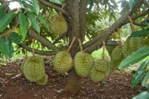 cách chăm sóc cây sầu riêng mới trồng
