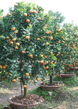 kỹ thuật trồng cây ăn quả trong chậu