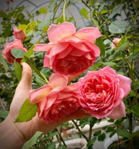 chăm sóc hoa hồng mùa mưa