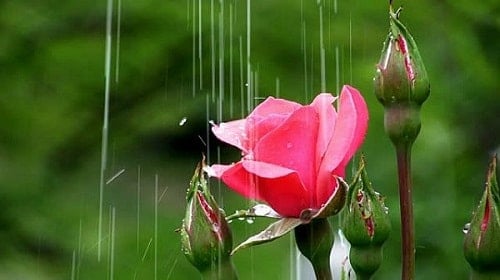 chăm sóc hoa hồng trong mùa mưa