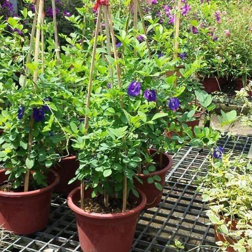 Kỹ thuật trồng hoa đậu biếc chi tiết và hiệu quả tại nhà
