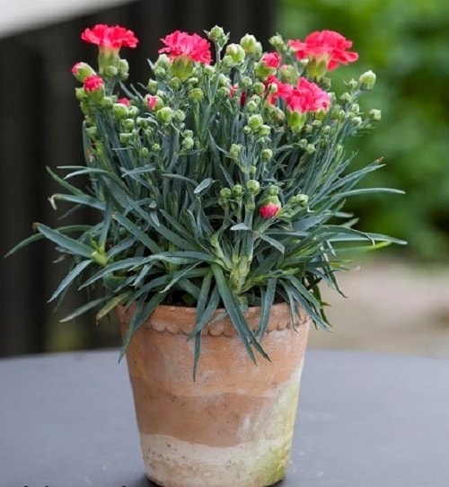 kỹ thuật trồng hoa cẩm chướng trong chậu