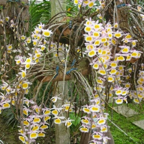 Các loại hoa lan phổ biến ở Việt Nam-vừa đẹp lại vừa dễ trồng