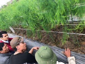 Hướng đi cho ngành nông nghiệp trồng măng tây tại Việt Nam