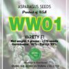 hạt giống măng tây xanh WW01 USA