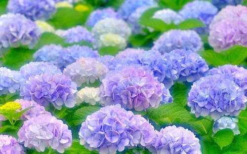 hoa cẩm tú cầu