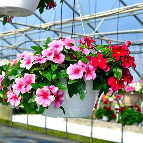 Khám phá ngay 12 loài hoa dễ trồng giúp ngôi nhà của bạn thêm rực rỡ