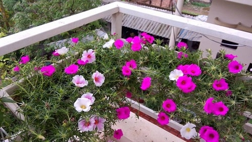 TOP 10 loại hoa ban công chịu nắng giỏi, chịu hạn tốt cho không gian nhà bạn.