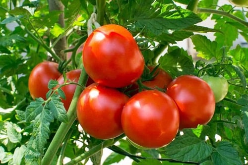 hạt giống cà chua Đài Loan