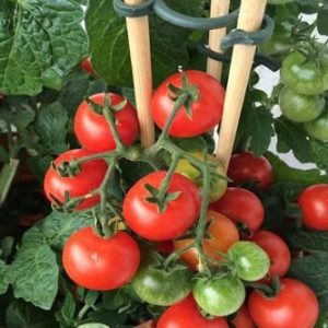trồng cây cà chua