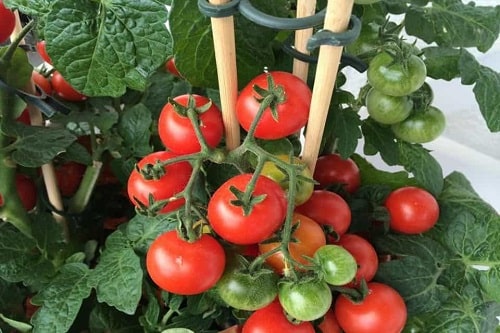 trồng cây cà chua