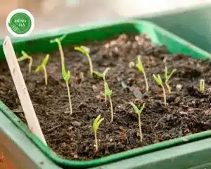 gieo-hat-giong-mang-tay