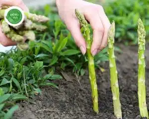 luu-y-trong-cach-trong-mang-tay-bang-goc