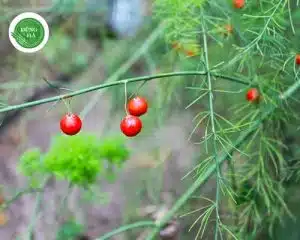 dac-diem-qua-mang-tay