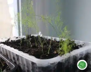 gieo-hat-va-cham-soc