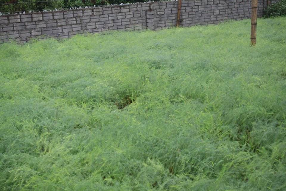 cây giống măng tây xanh F1 cay giong mang tay xanh f1 3 thang tuoi