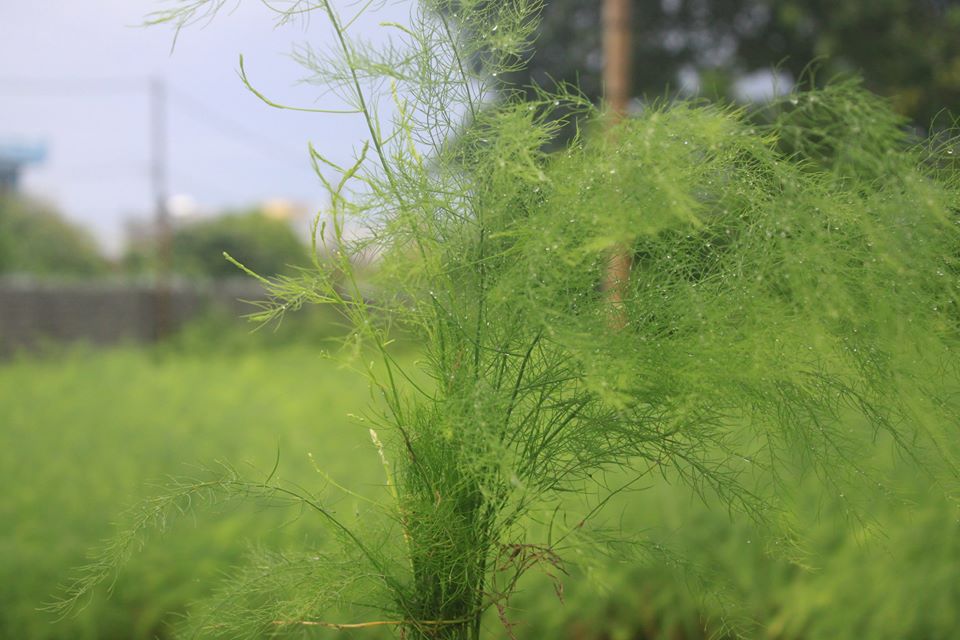 cay giong mang tay xanh f1 cay giong mang tay xanh f1
