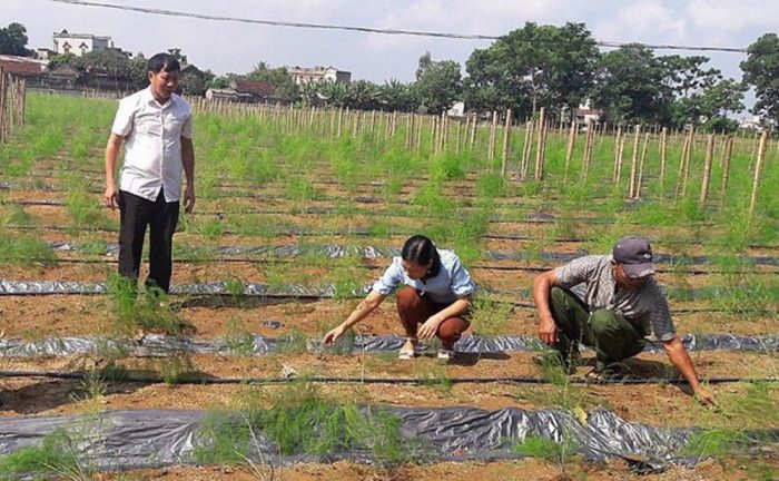 Cách trồng măng tây hiệu quả