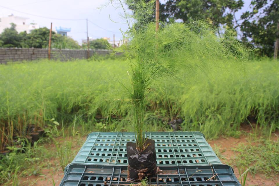 cây giống măng tây xanh F1 mang tay xanh f1 dat chuan chat luong