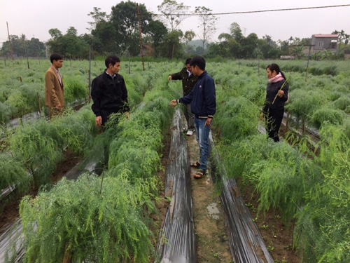 Ruộng cây giống măng tây f1 Ruộng cây giống măng tây f1