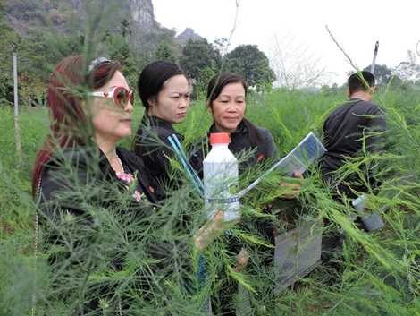 Cây giống măng tây xanh f1 Cây giống măng tây xanh f1